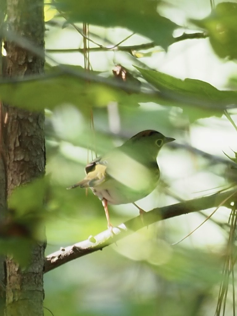 Ovenbird - ML369804601