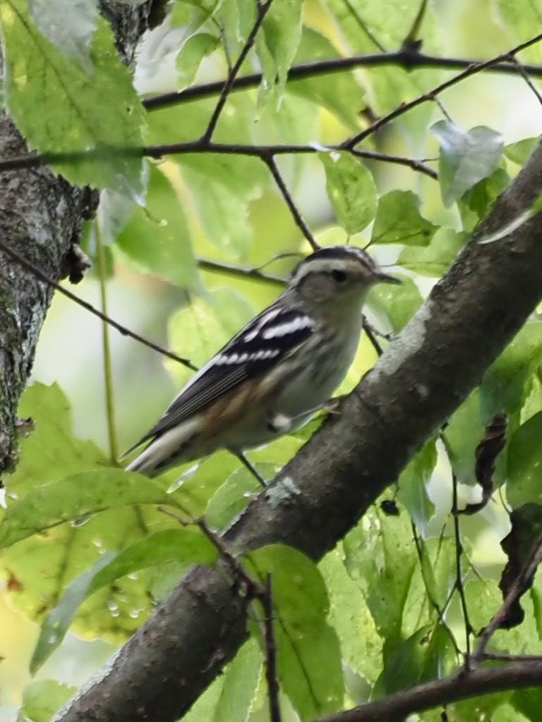 Black-and-white Warbler - ML369804651