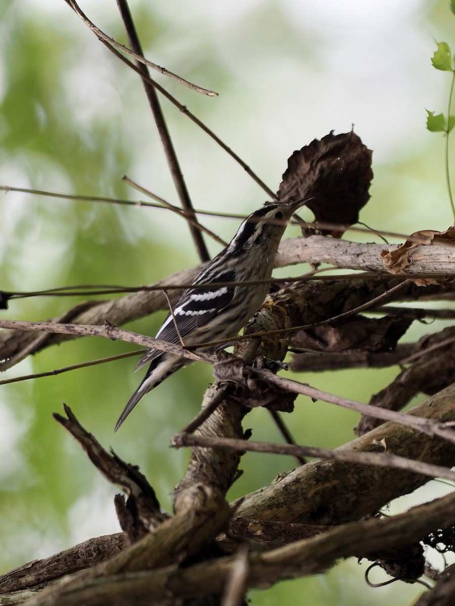 Black-and-white Warbler - ML369804691