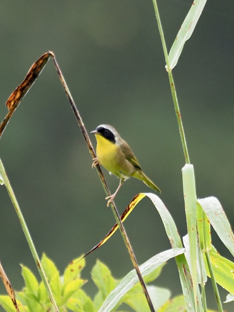 Common Yellowthroat - ML369804851