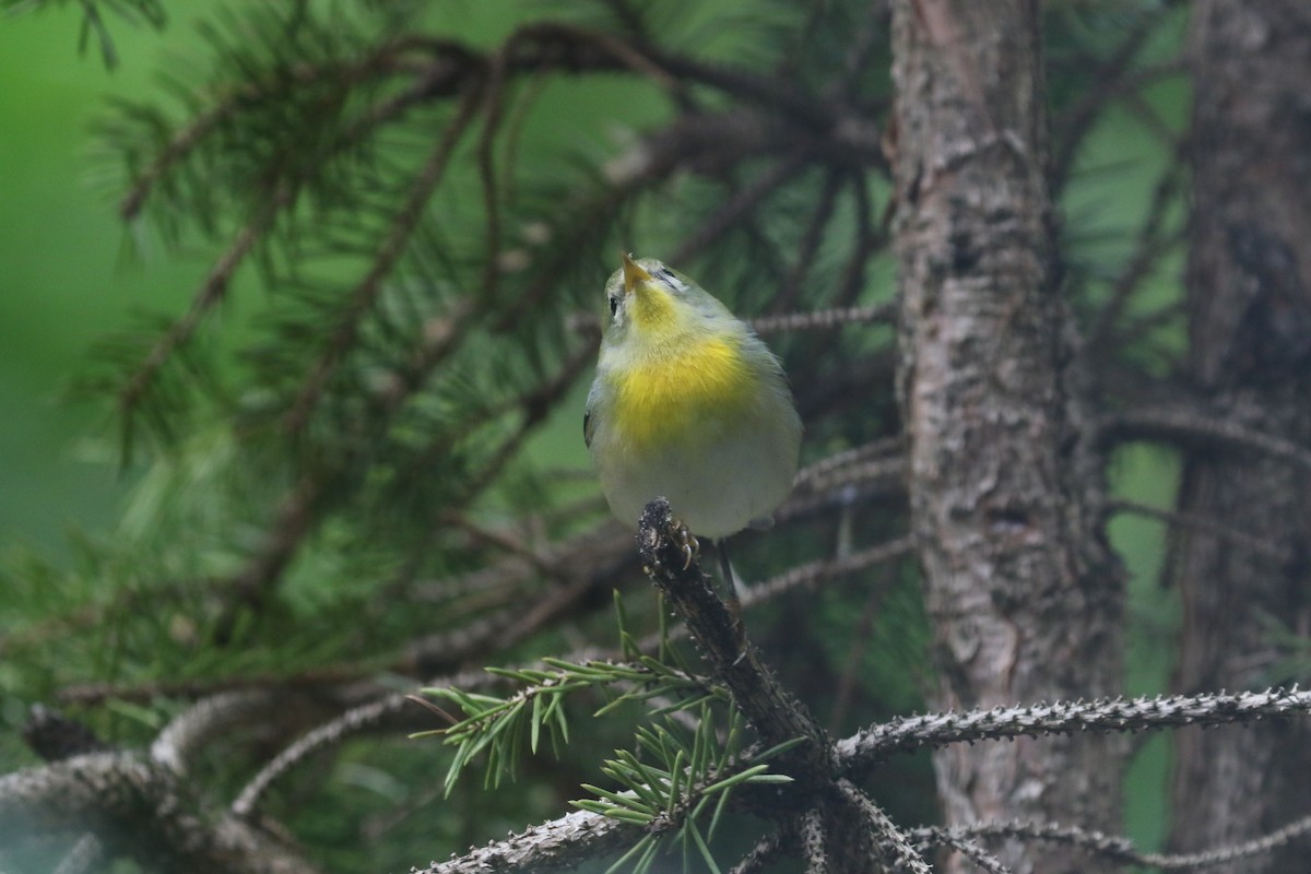 Northern Parula - ML369805991