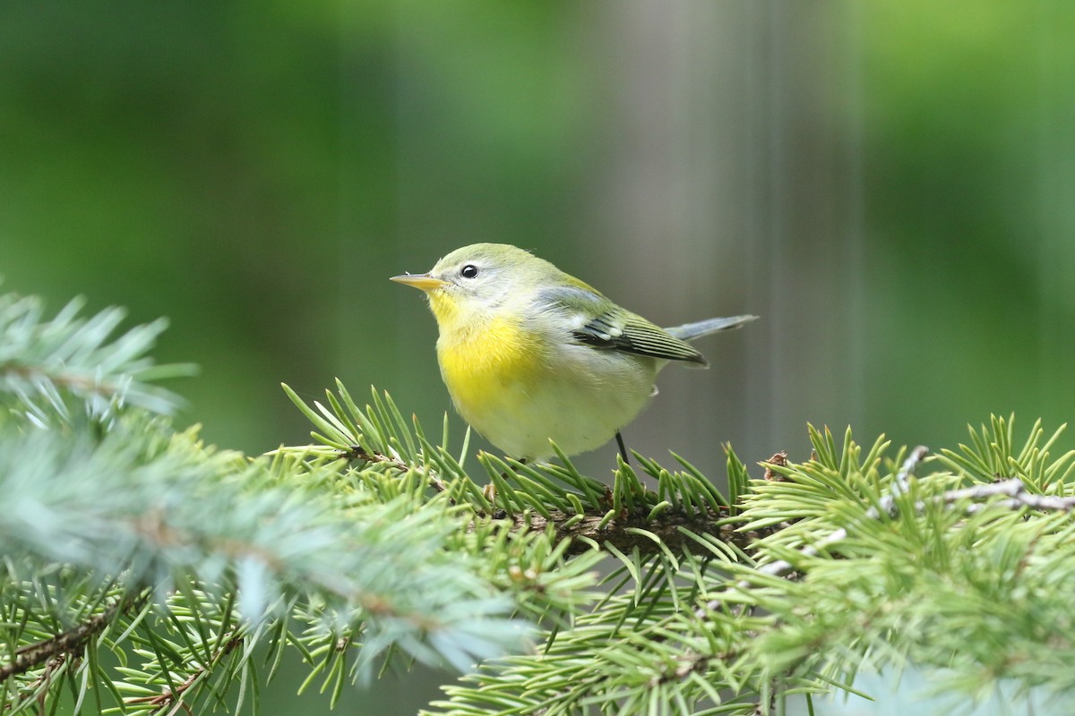 Northern Parula - ML369806001