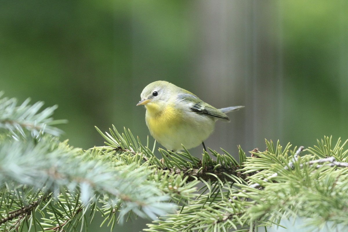 Northern Parula - ML369806011