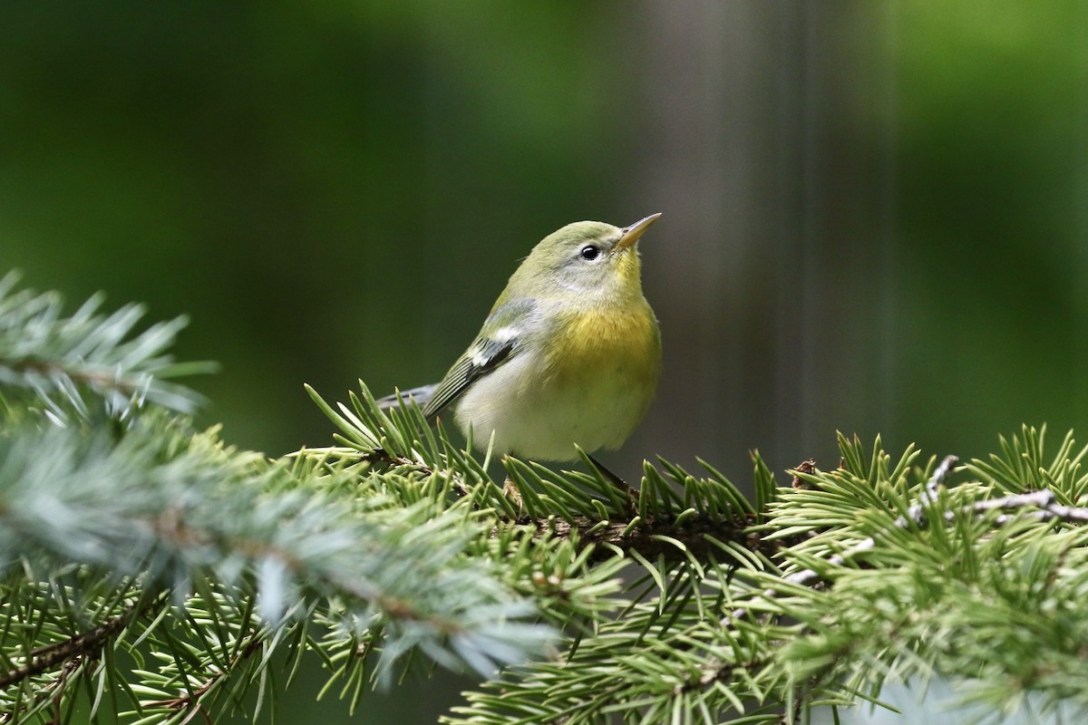 Northern Parula - ML369806021