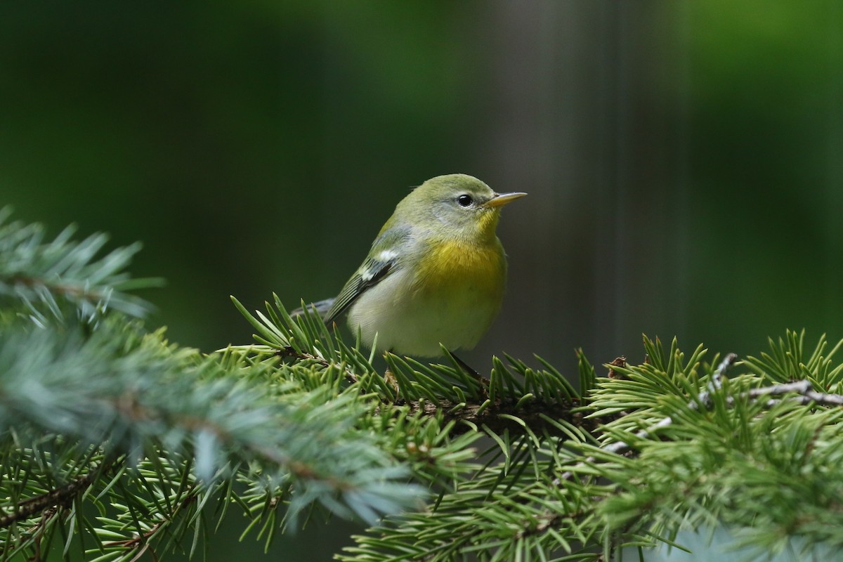 Northern Parula - ML369806031