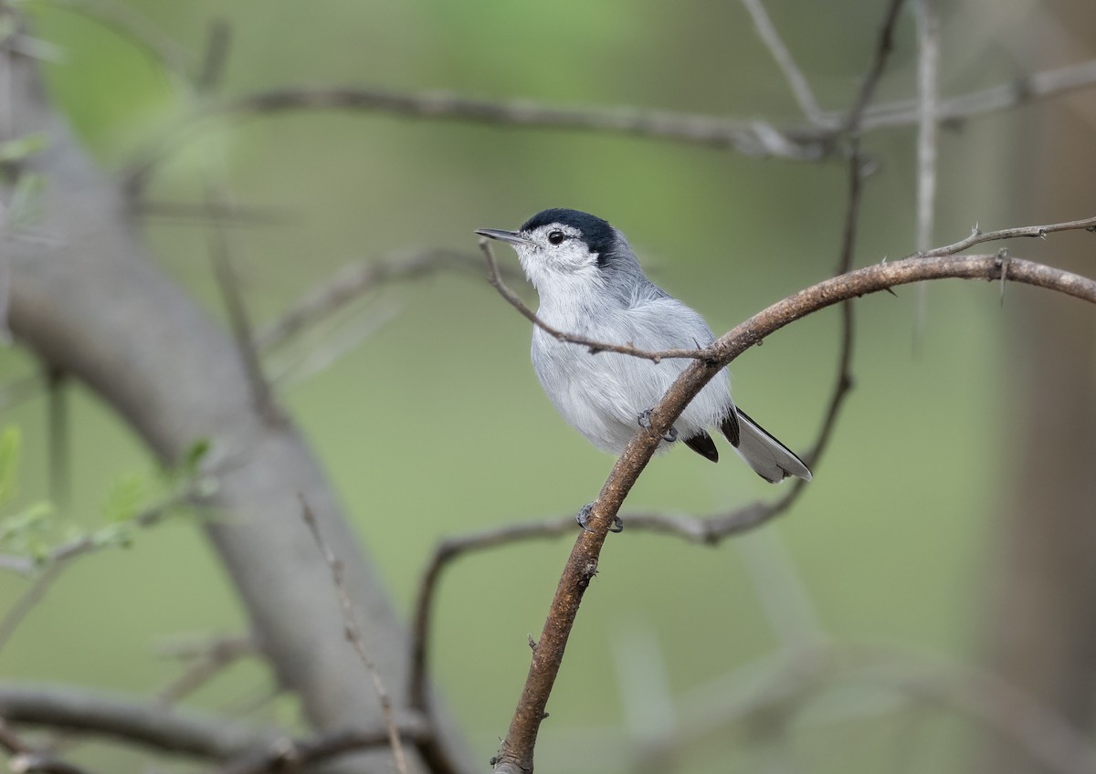 White-browed Gnatcatcher - ML369808611