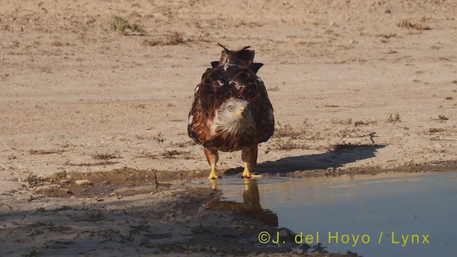 Red Kite (Red) - ML369809391