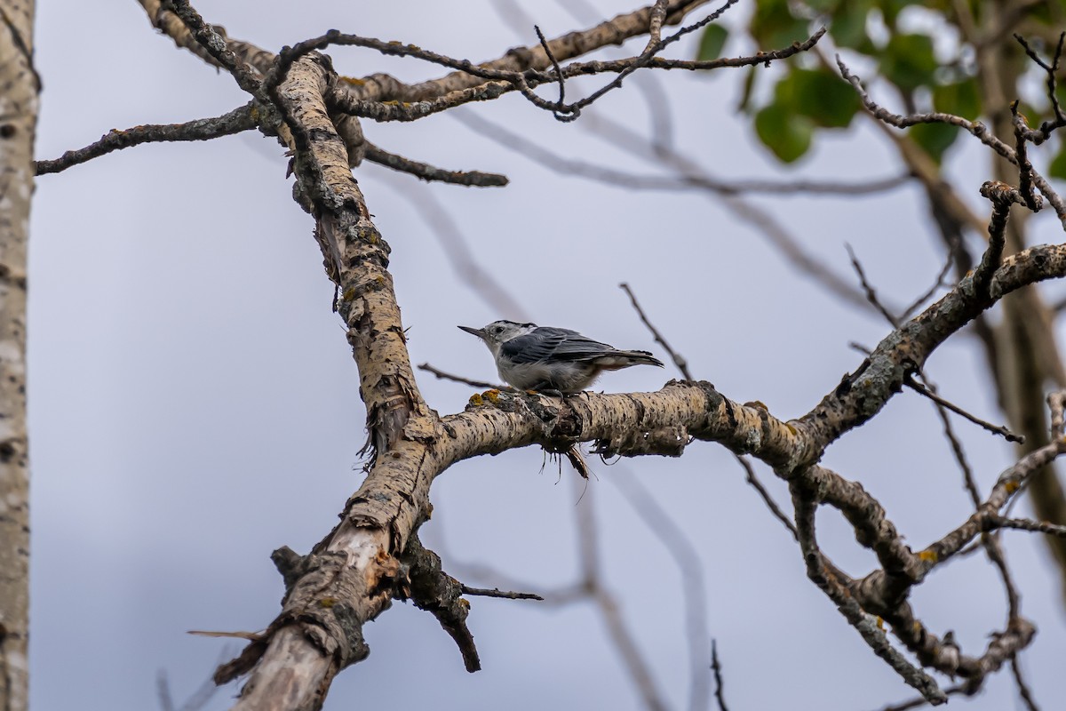 White-breasted Nuthatch - ML369810981