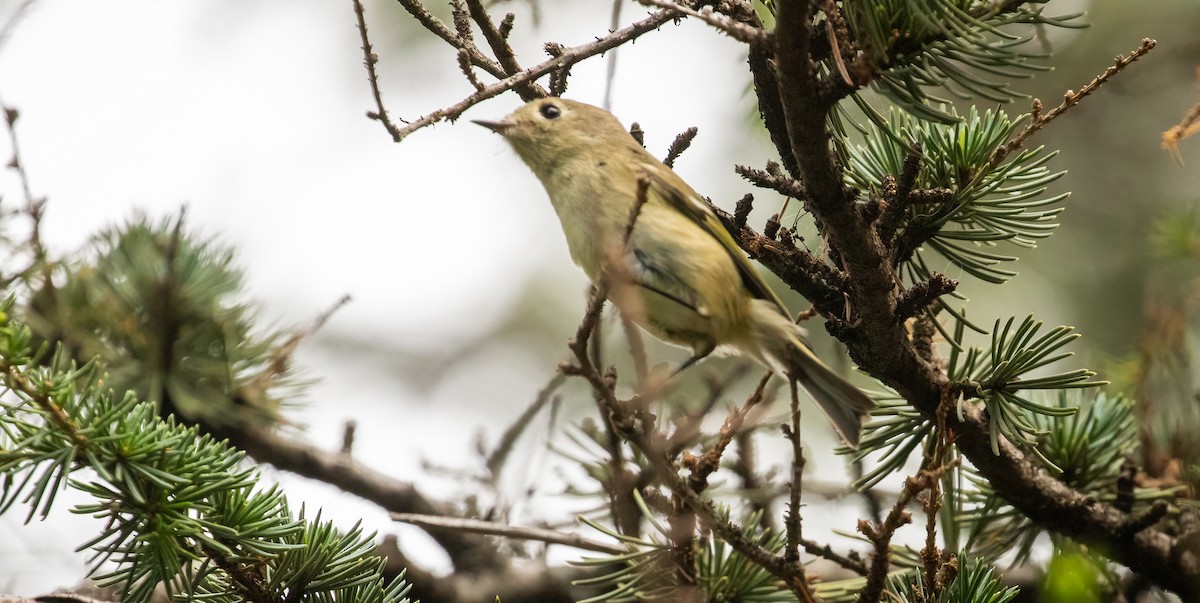 Ruby-crowned Kinglet - ML369813111