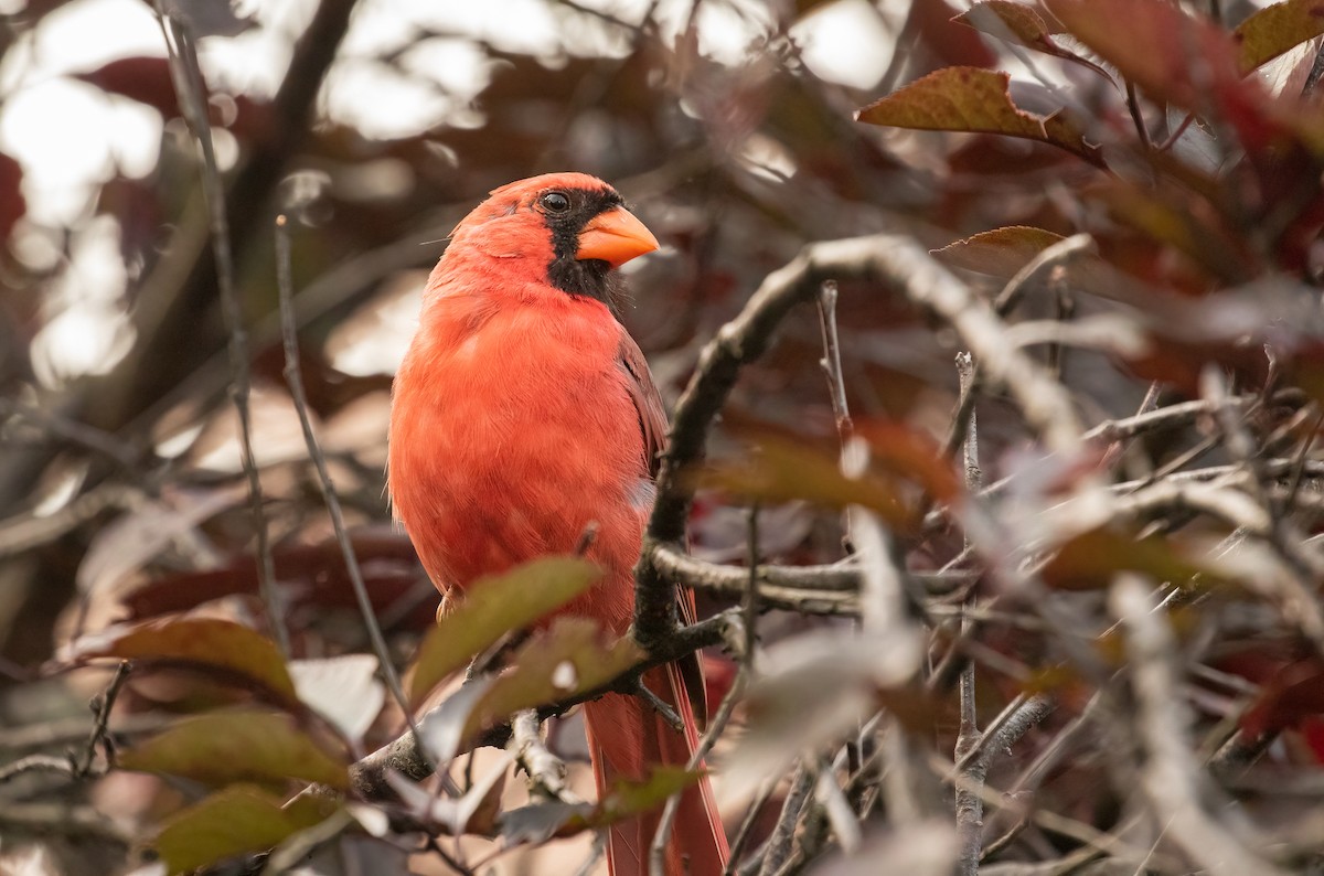 Northern Cardinal - ML369813211