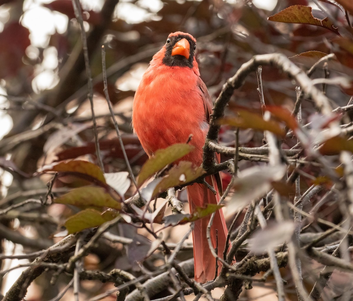 Northern Cardinal - ML369813231