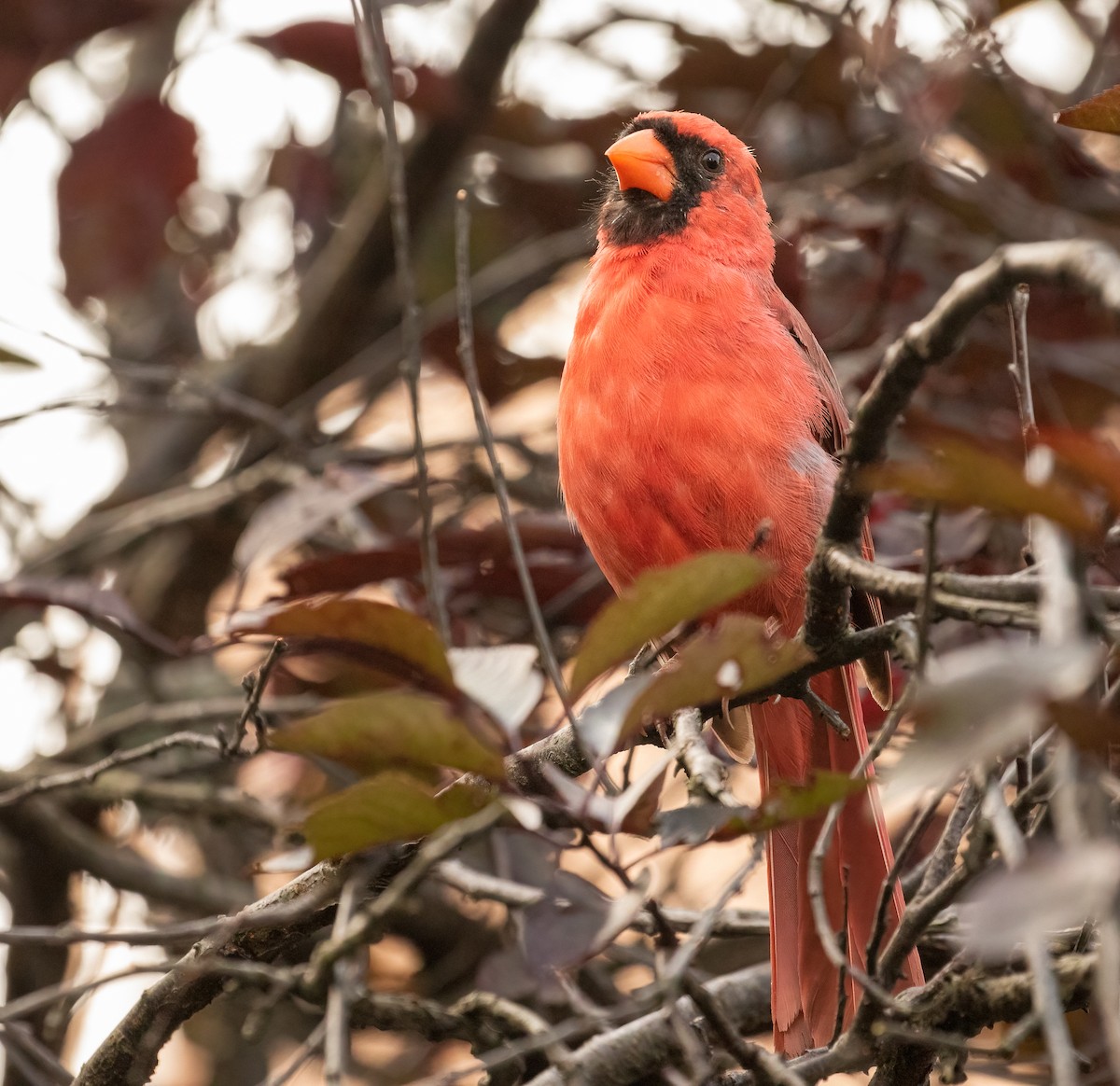 Northern Cardinal - ML369813241