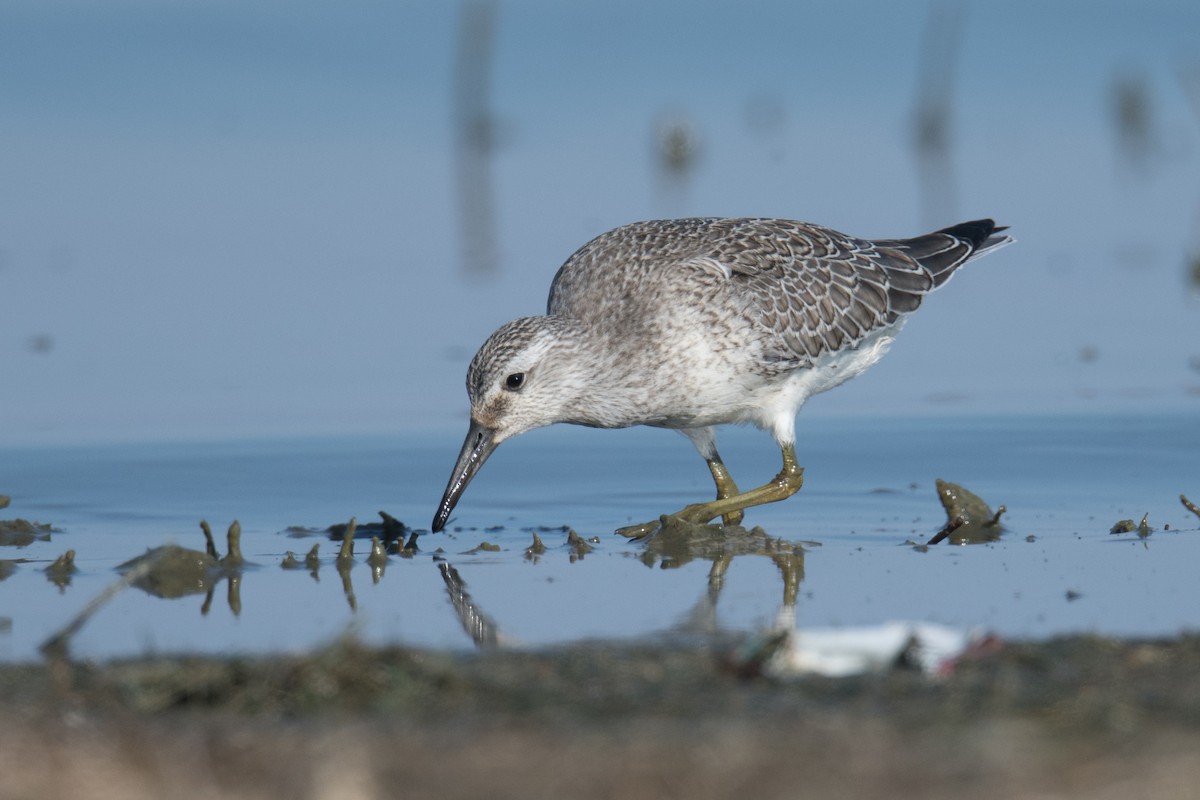 Red Knot - Jeff Bleam