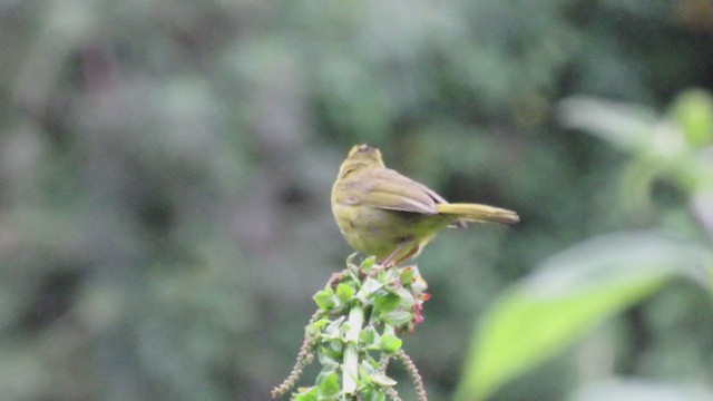 Black-crested Warbler - ML369816241