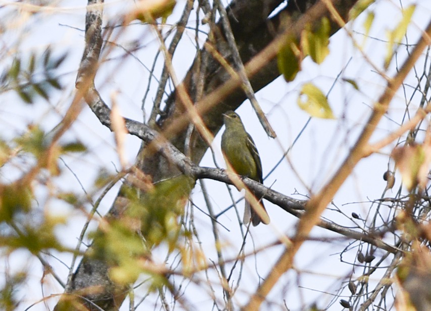 Small-headed Elaenia - federico nagel