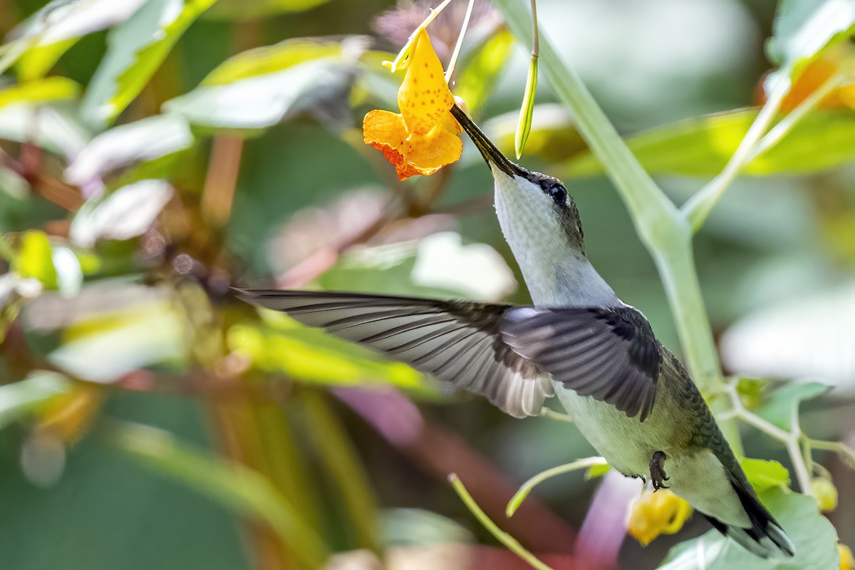 Ruby-throated Hummingbird - Su Li