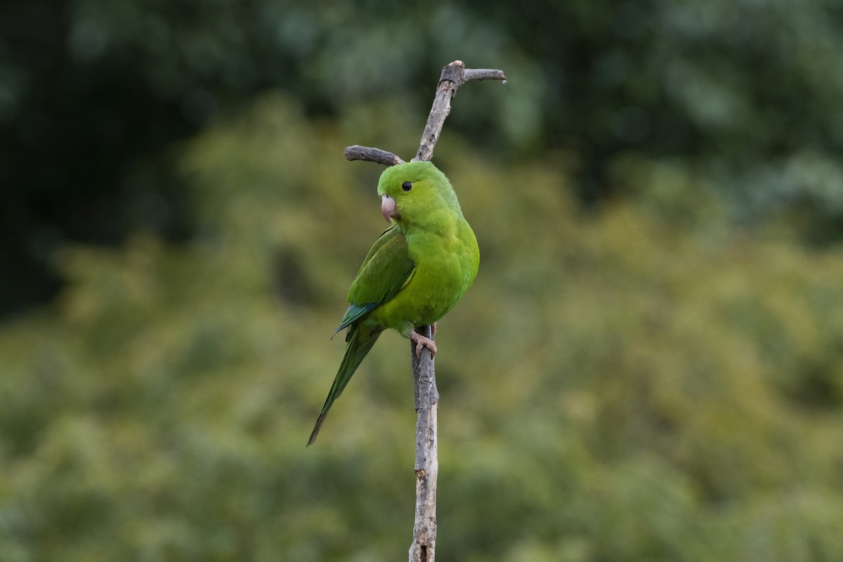 Plain Parakeet - ML369818521