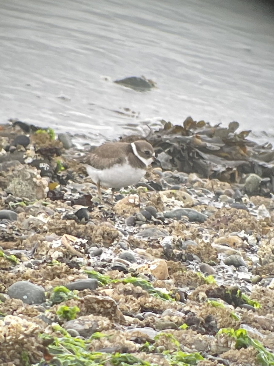 Semipalmated Plover - ML369820151