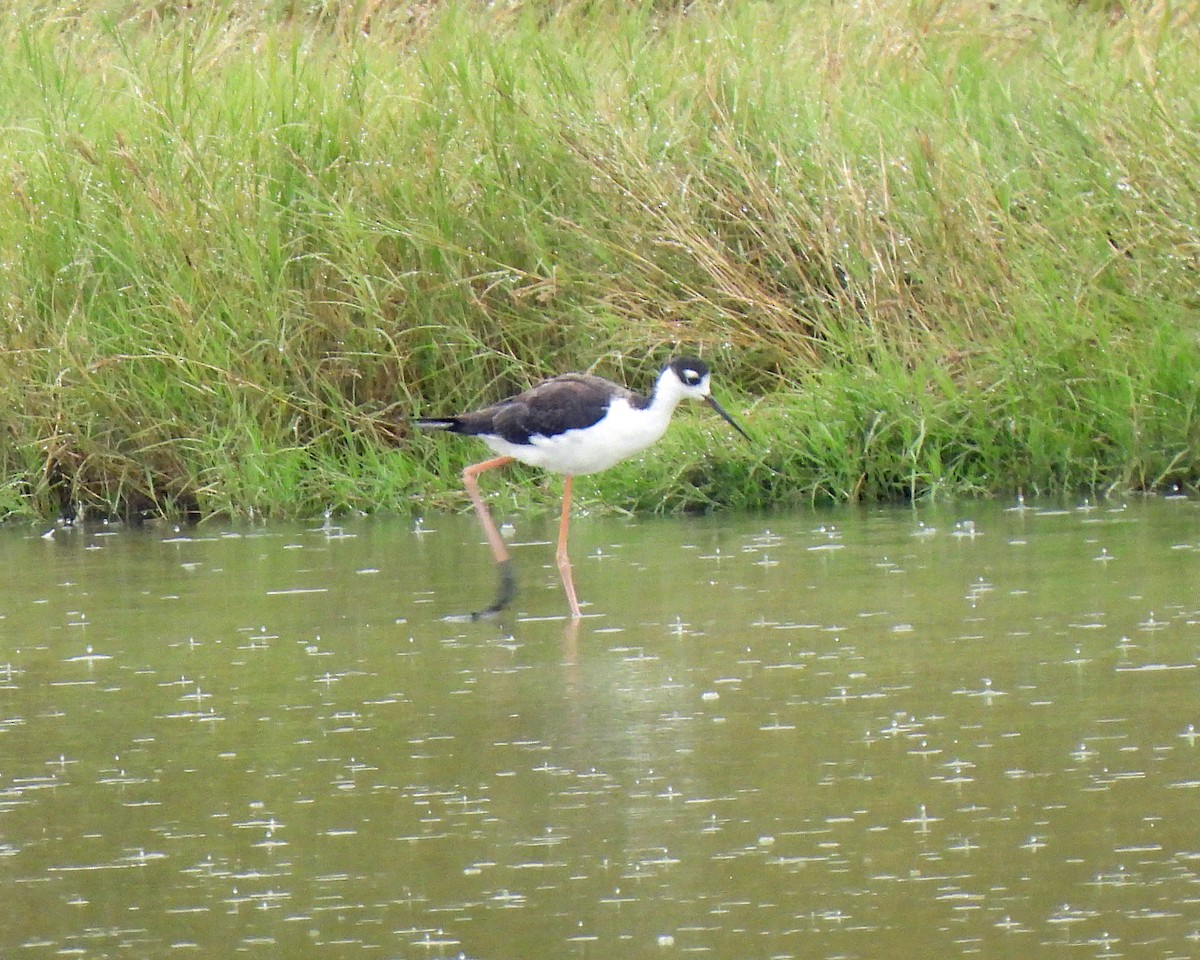 Black-necked Stilt - ML369820181