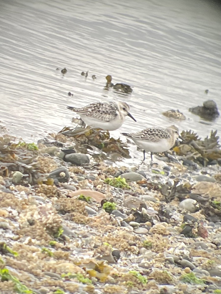 Bécasseau sanderling - ML369820241