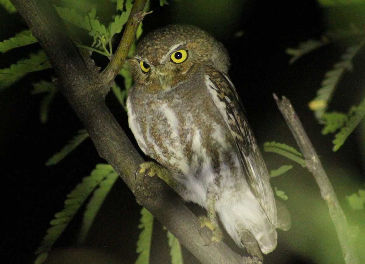 Elf Owl - Tommy DeBardeleben