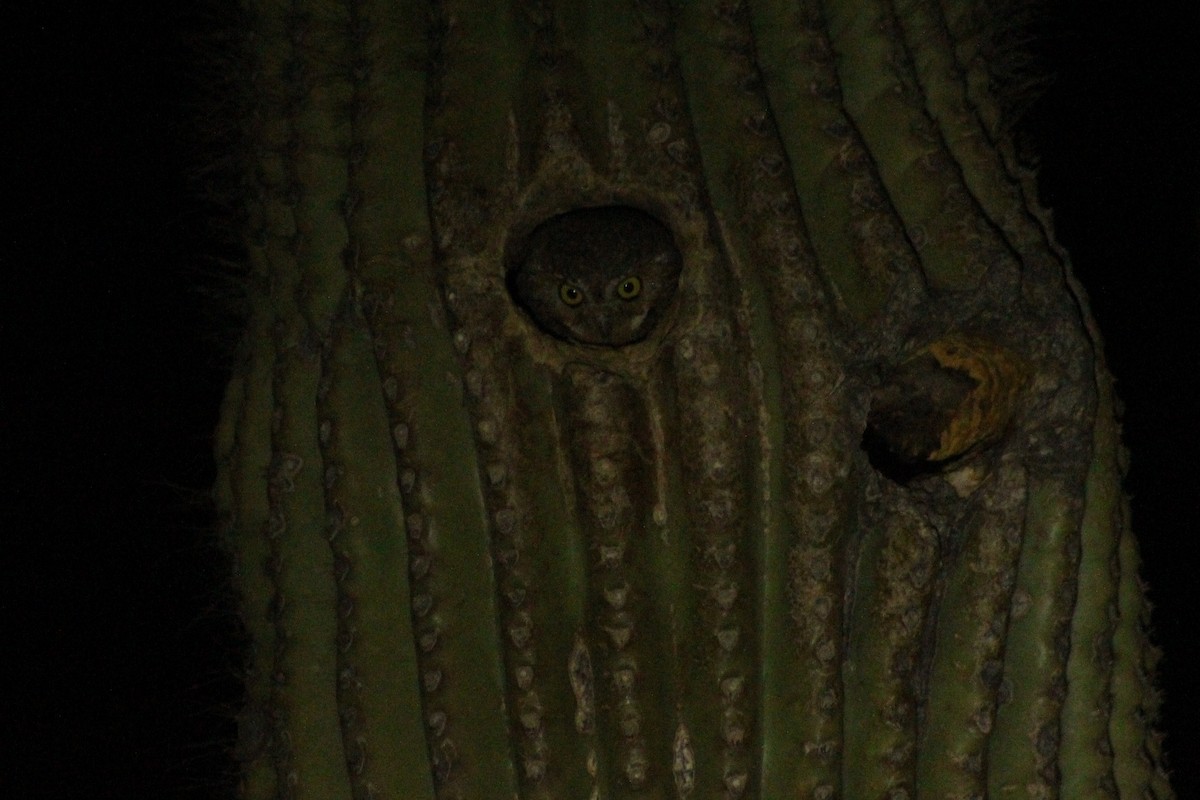 Chevêchette des saguaros - ML369820661