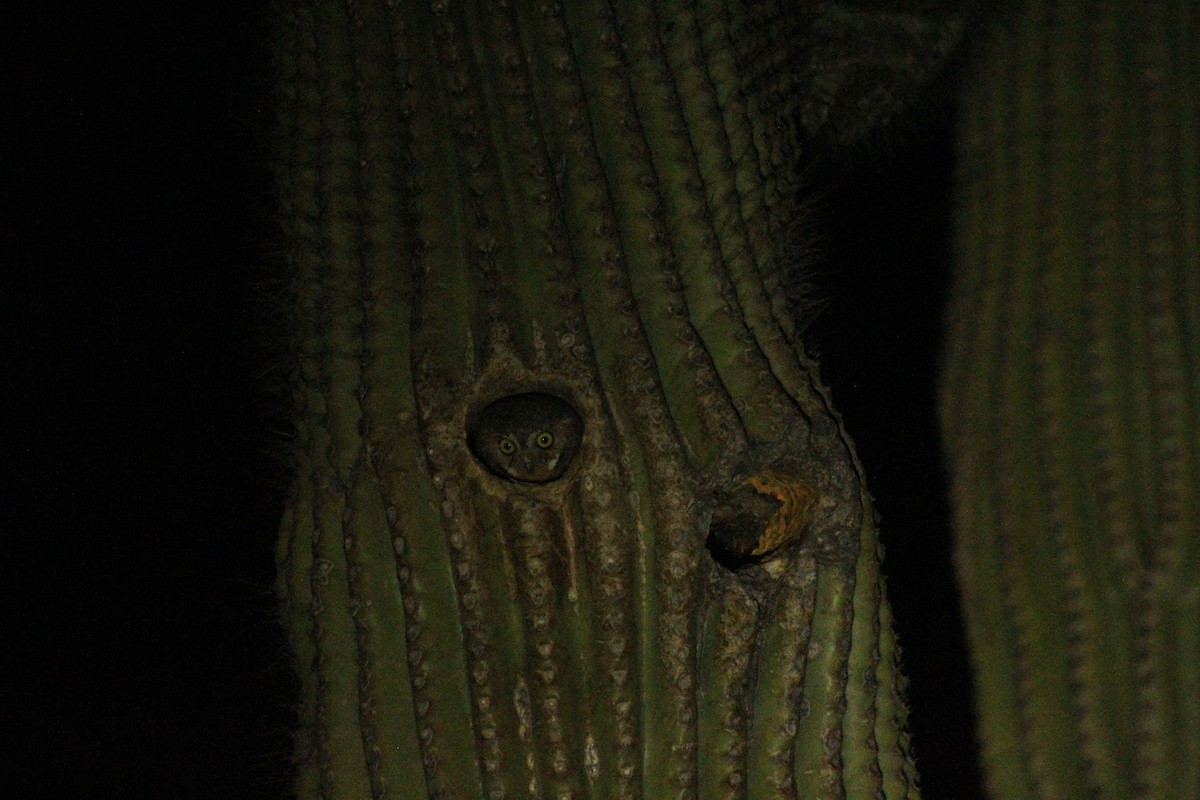 Chevêchette des saguaros - ML369820711