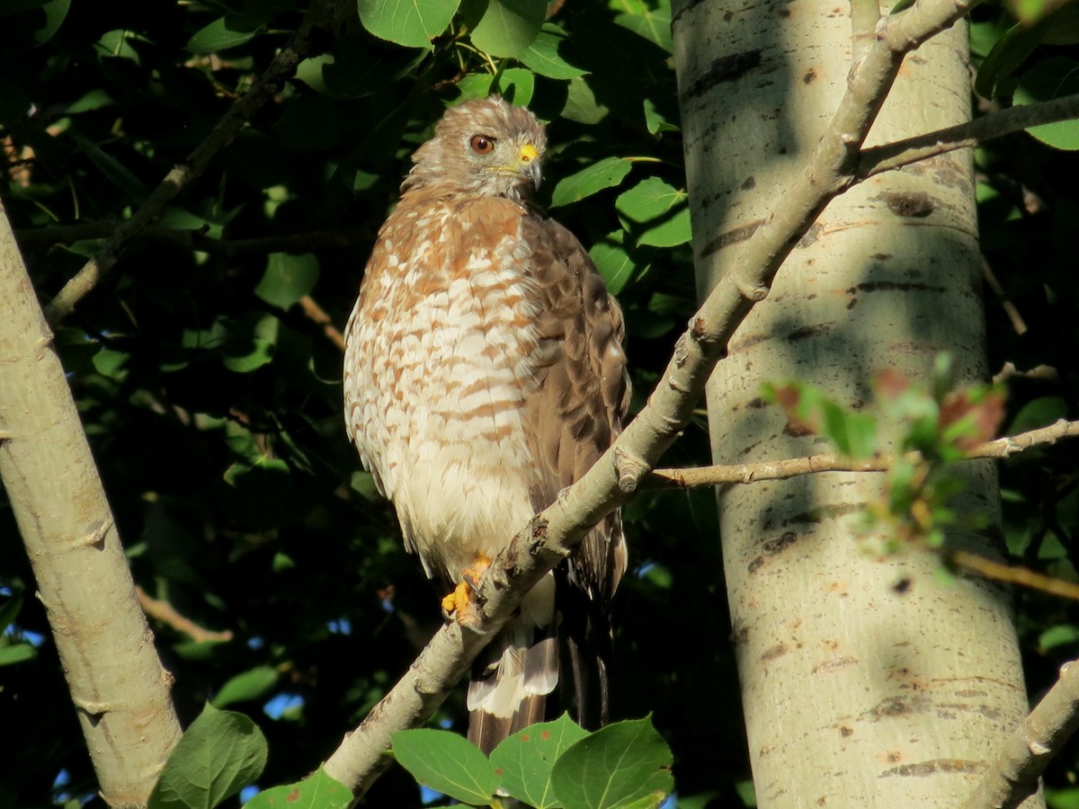 Petite Buse - ML369821251