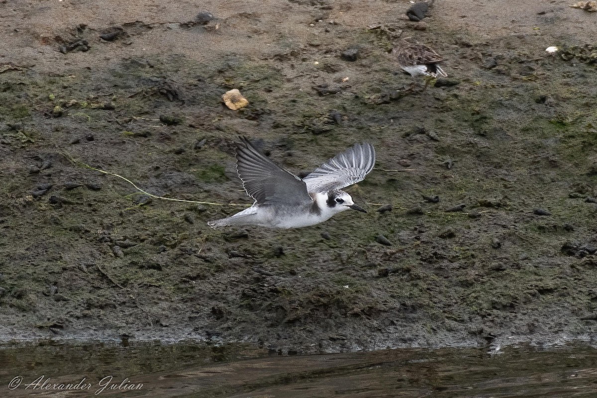 Black Tern - ML369825541