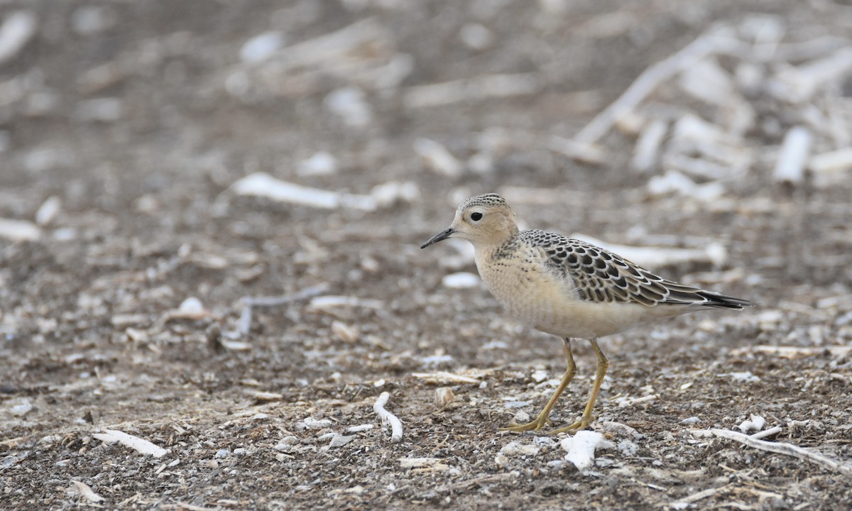 Buff-breasted Sandpiper - Luke Berg