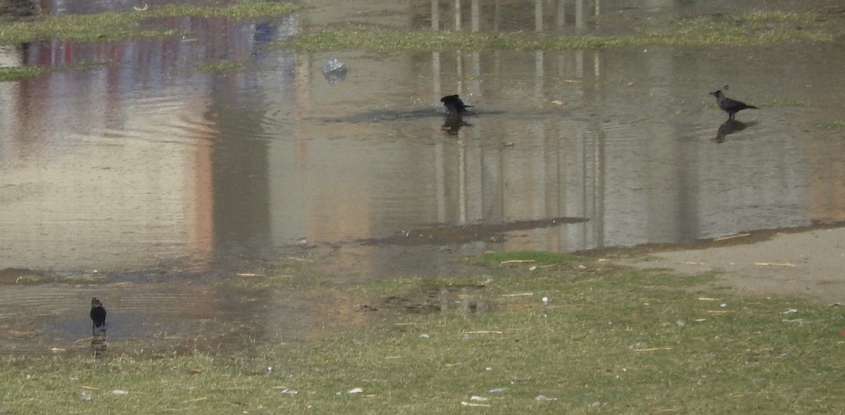 House Crow - ML369827711