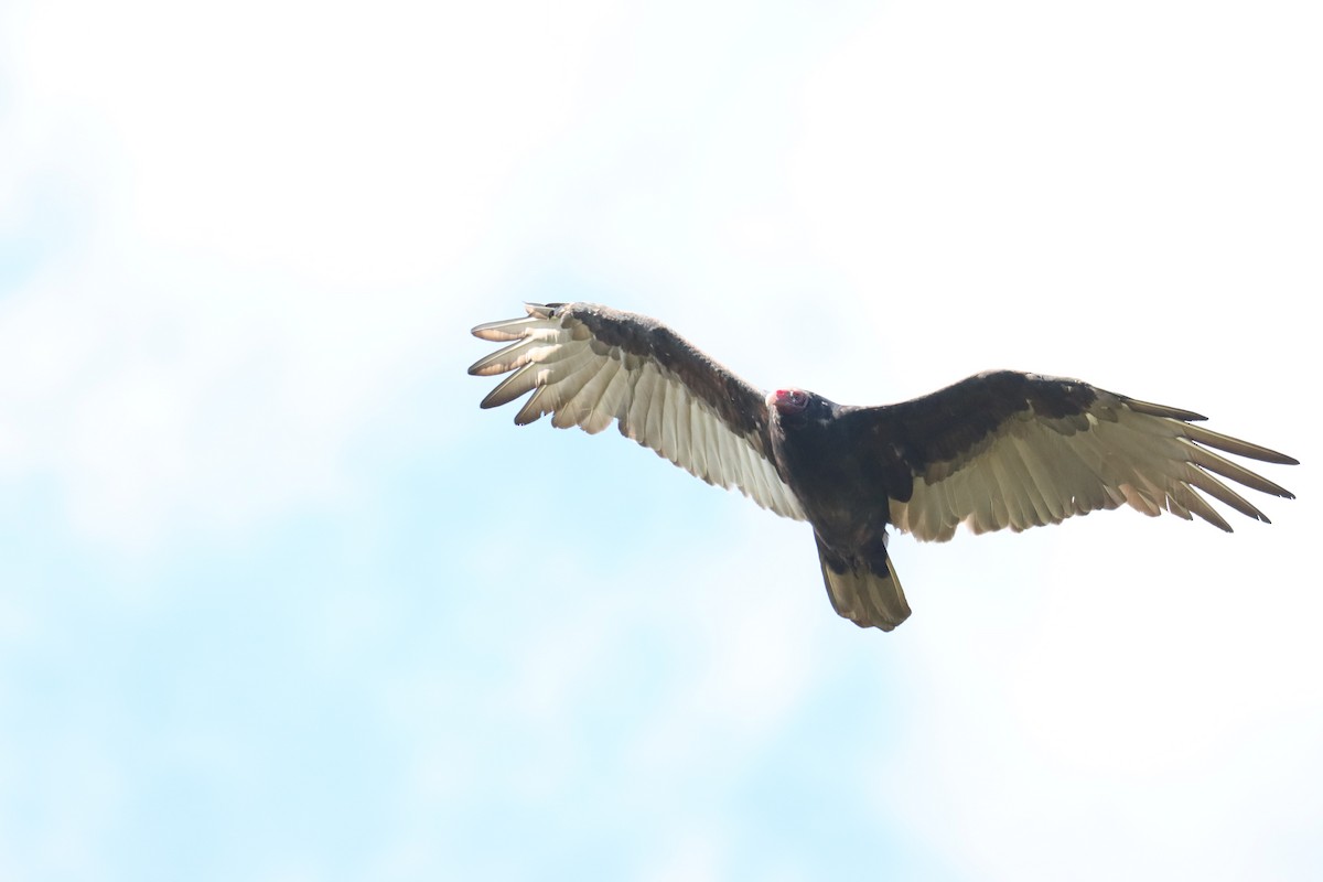 Turkey Vulture - ML369828941