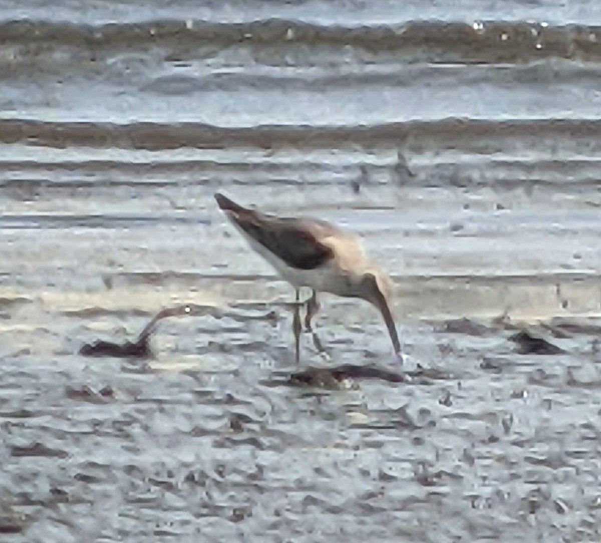 Stilt Sandpiper - Gail Benson