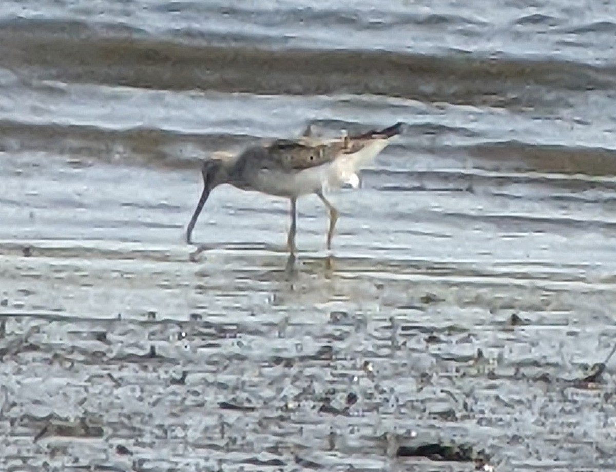 Stilt Sandpiper - ML369829461