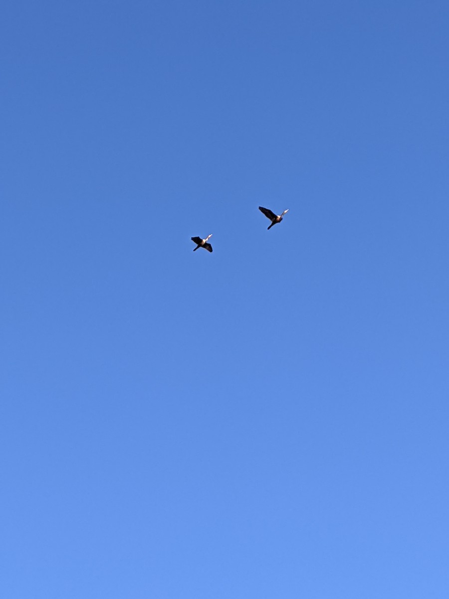 Double-crested Cormorant - ML369832191
