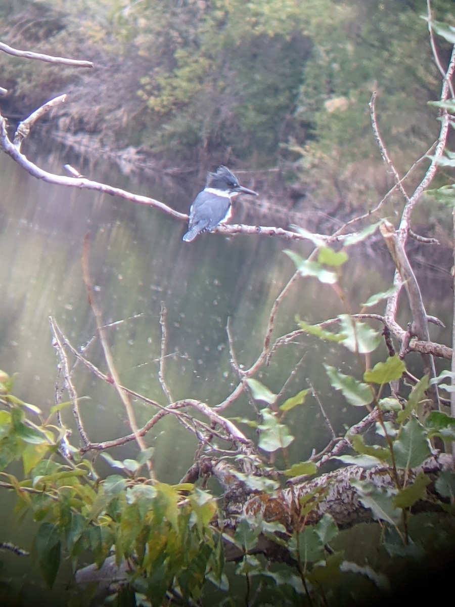 Belted Kingfisher - ML369832411