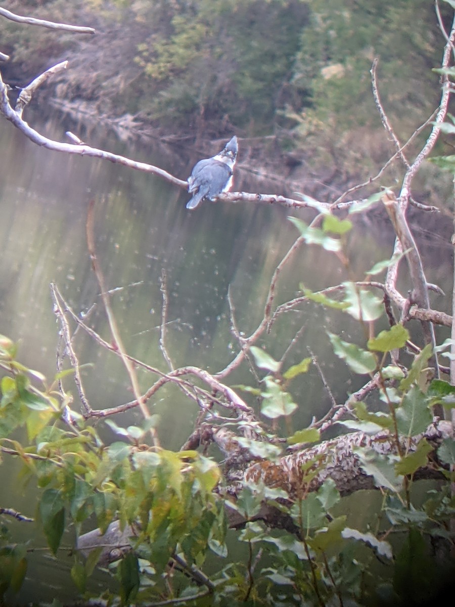 Belted Kingfisher - ML369832421