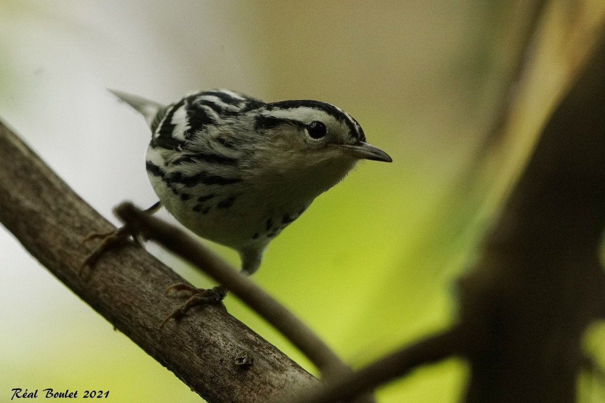 Black-and-white Warbler - ML369833111