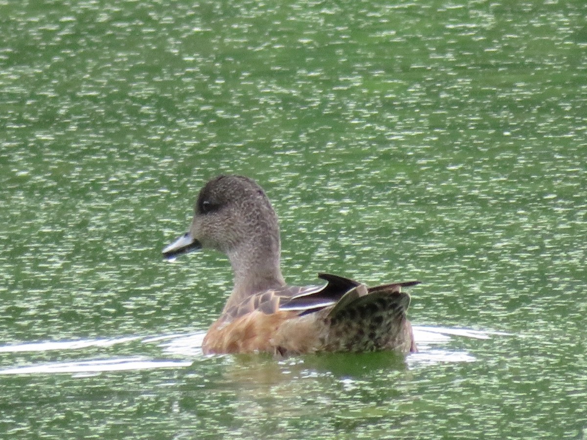 American Wigeon - ML36983601
