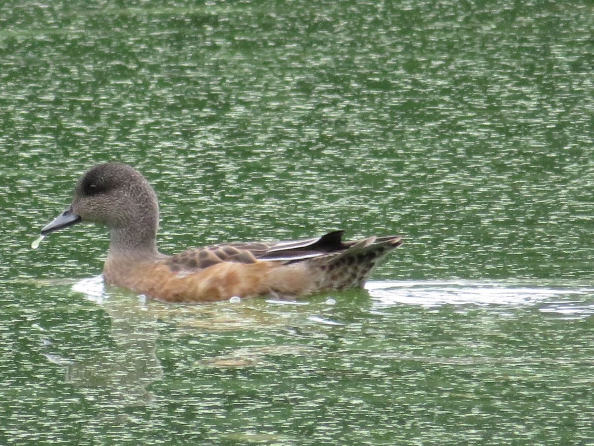 American Wigeon - ML36983611