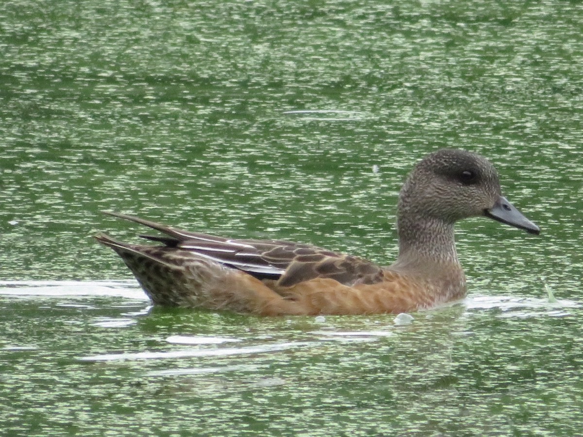 American Wigeon - ML36983621