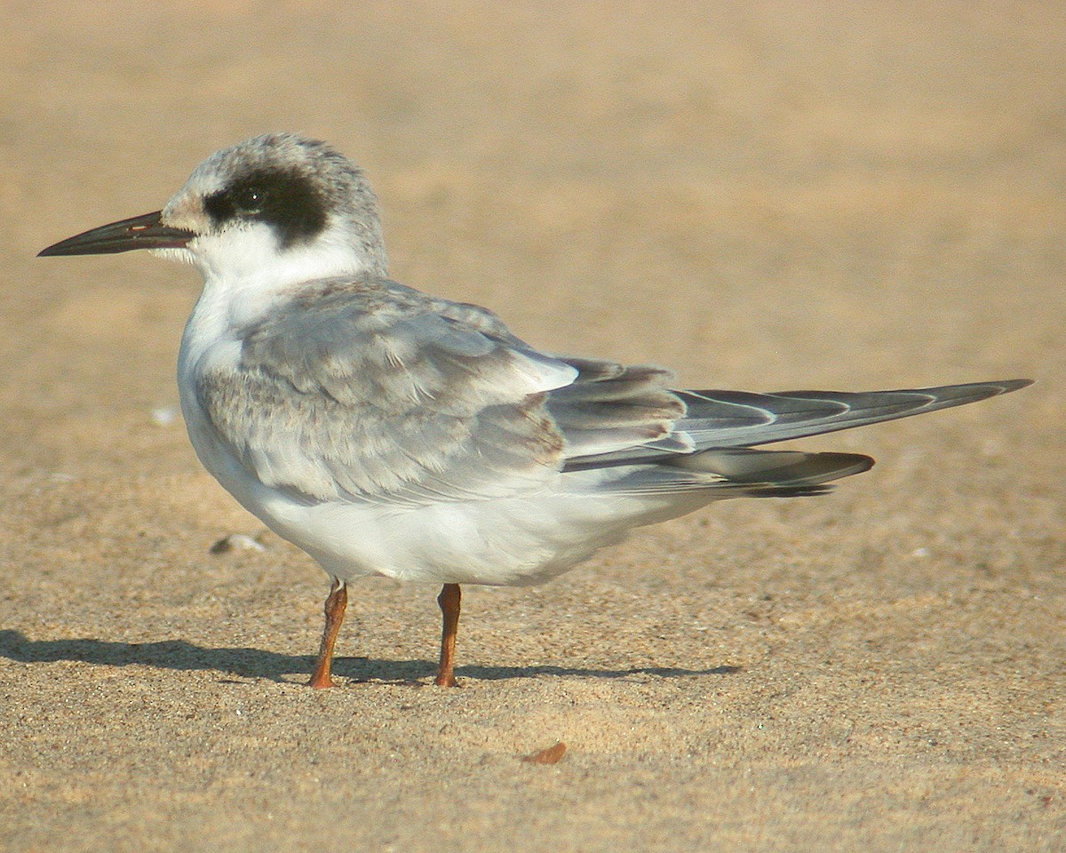 Forster's Tern - Michael Topp