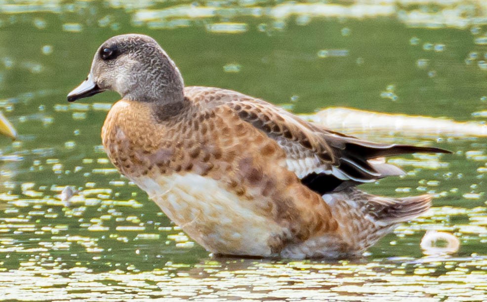 American Wigeon - ML369837751