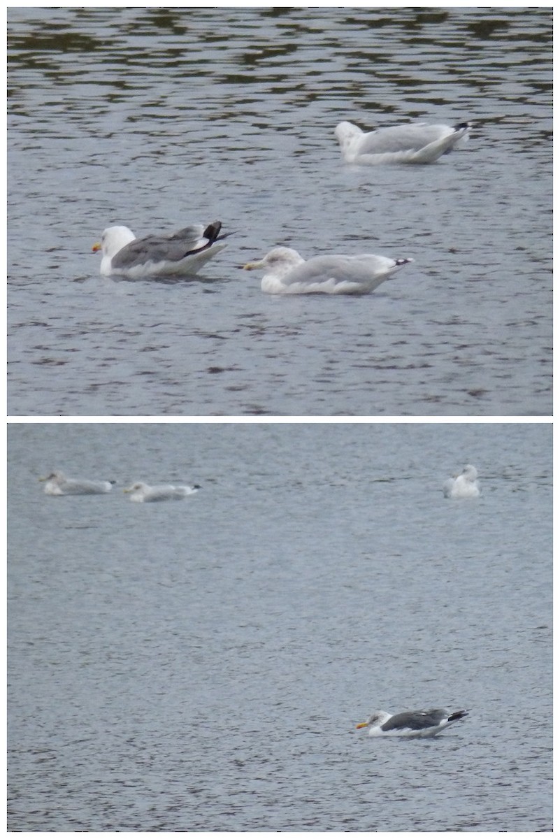 gull sp. - ML36984201