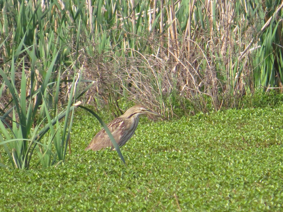 American Bittern - ML36984231