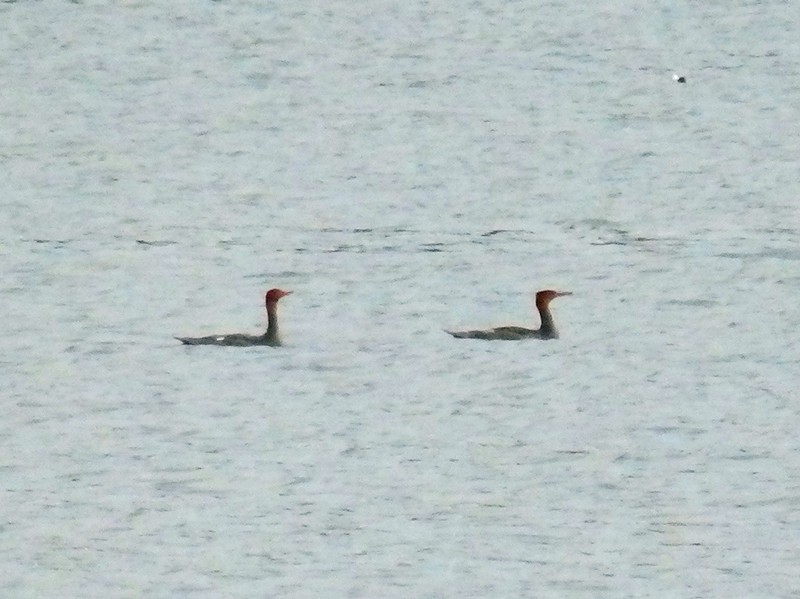 Red-breasted Merganser - ML36984331