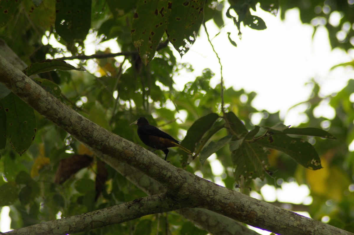 kastanjeoropendola - ML369843511