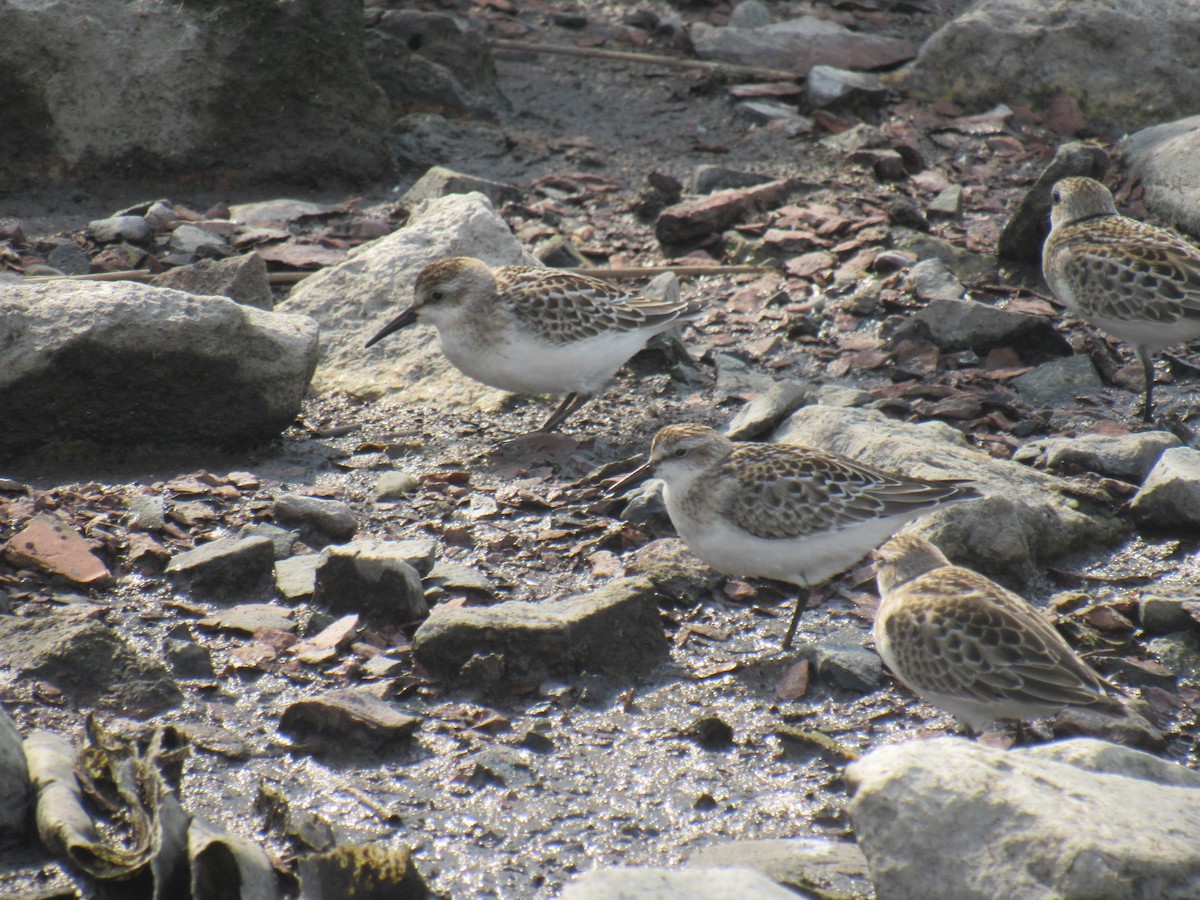 Western Sandpiper - John Coyle