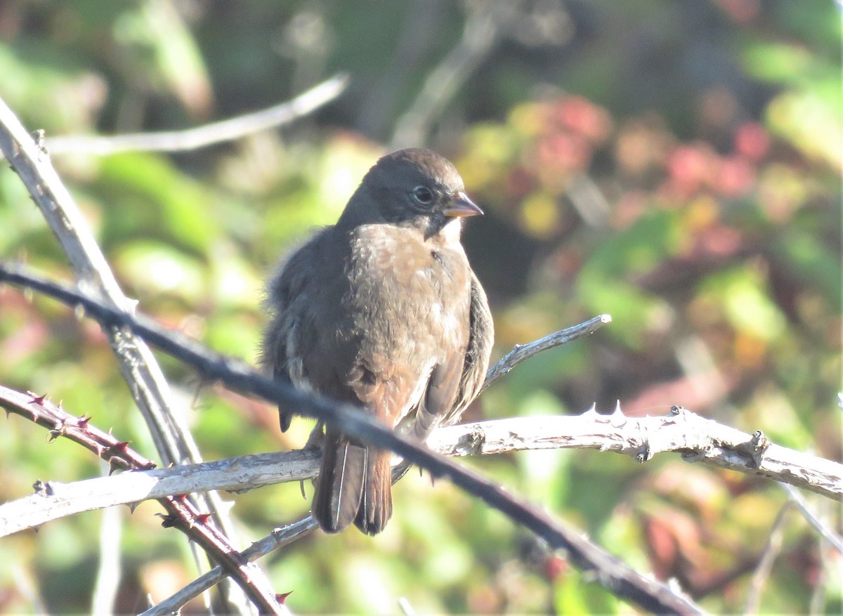Fox Sparrow (Sooty) - ML369844021