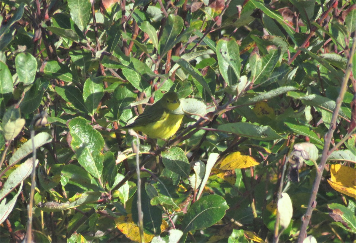 Yellow Warbler - ML369844601